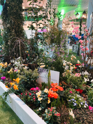 Frühlingswiese-IMG_7517